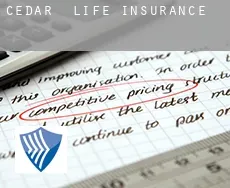 Cedar life insurance