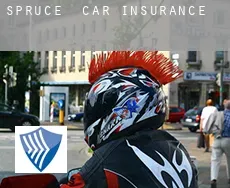 Spruce  car insurance