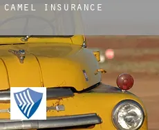Camel  insurance